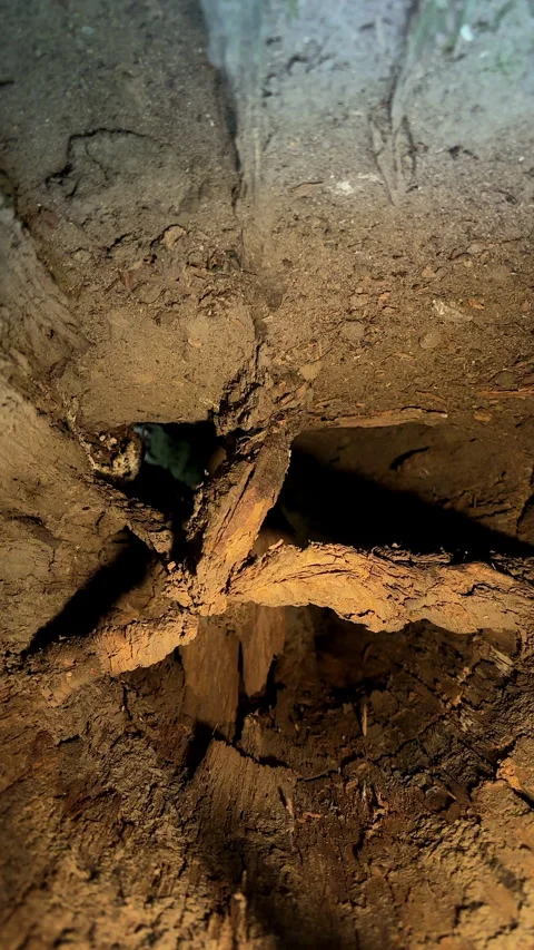 Inside of a decaying log vertical Stock Footage 310180729
