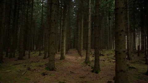 Inside a deep dark European forest. Stock Footage 167338307
