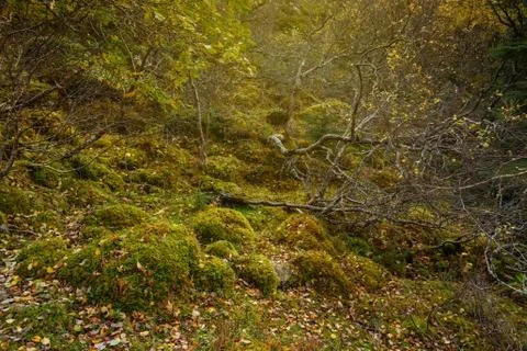 Inside of the deep forest landscape Foto stock