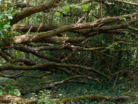 Inside deep forest with tree trunks with moss and vegetation. Foto stock