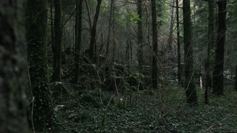 Inside a dense forest with mossy ground and layered trees Stock Footage 324572755