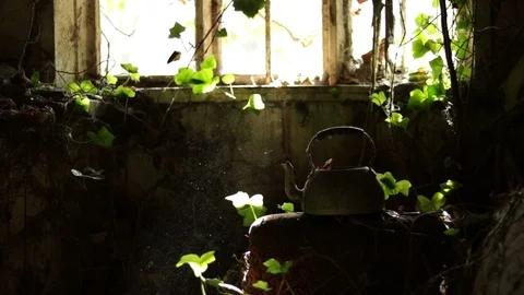 Inside Derelict House Old Ive Covered Sofa Kettle, Dust In Sunbean Window. Stock Footage 103258324