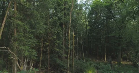 Inside the evening forest - moving towards an ancient tree through foliage and 스톡 동영상 115501958