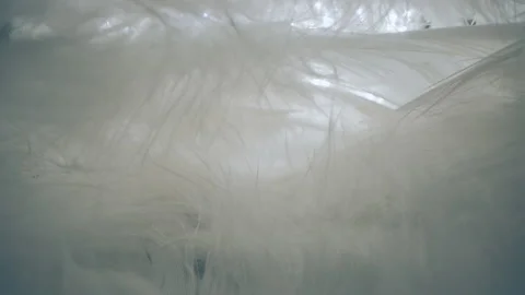 Inside the feathers of an animal close-up. Vidéo 155927031