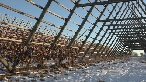 Inside fish flake stand rack for dry cod fish pan right left Stock Footage 86561514