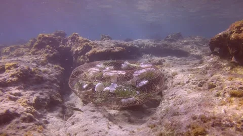 Inside fishtrap swims in Mediterranean parrotfish or European parrotfish Stock Footage 252828874
