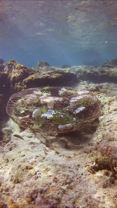 Inside fishtrap swims in Mediterranean parrotfish or European parrotfish and Stock Footage 253874517