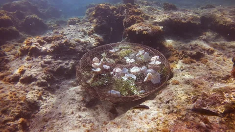 Inside fishtrap swims in Mediterranean parrotfish or European parrotfish and Stock Footage 253879075
