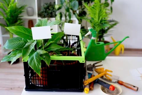 Inside a florist shop Stock Photos
