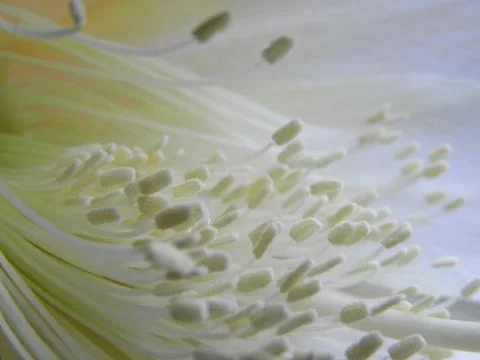 Inside flower 스톡 사진