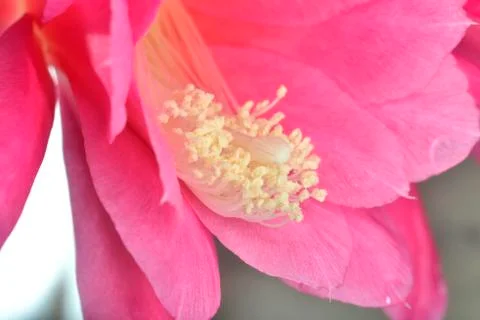 Inside flower Foto stock