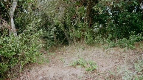 Inside a forest after rain. Sun entering the forest. Drops of water still f.. Stock-Footage 234224243