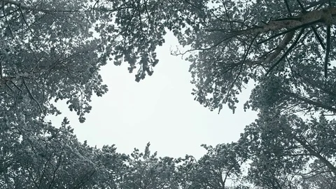 Inside forest after snowfall. Stock Footage 83929159