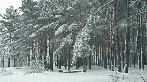Inside forest after snowfall. Stock Footage 83929564
