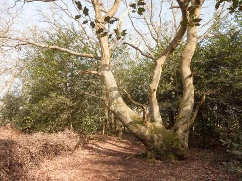 Inside forest autumn spring dead foliage wood woodland uk nature landscape Stock Photos