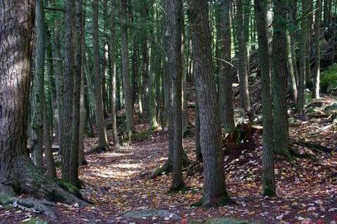 Inside the forest on a fall day Foto stock