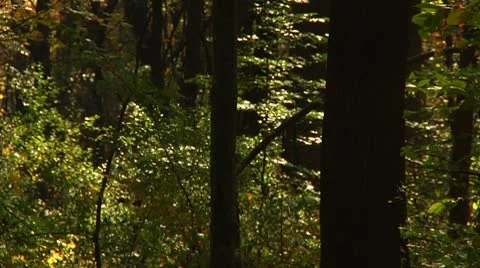 Inside the Forest on Fall (LP-Voorhees-043) Video stock 8928991