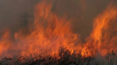 Inside forest fire flames Vídeos de archivo 55675890