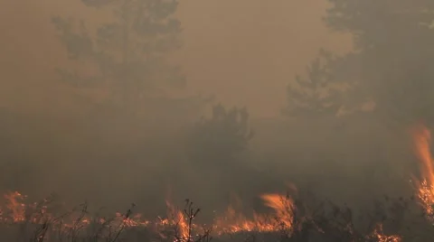 Inside the forest fire Vídeos de archivo 52439761