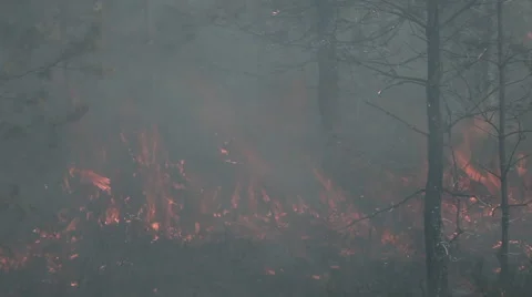 Inside forest fire, smoke and ash. Stock Footage 60417448
