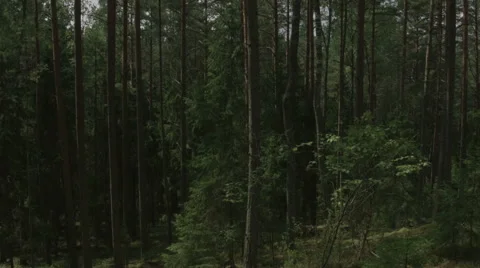 Inside the forest 스톡 동영상 63906619