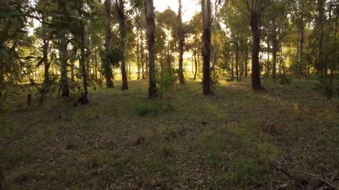 Inside the forest Stock Footage 152037920