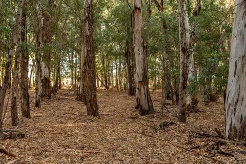 Inside a forest of green eucalyptus Stock Photos