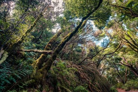 Inside forest - laurel  trees inside cloud forest, Tenerife Stock Photos