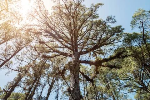 Inside forest looking up tree trunk to blue sky Stock Photos
