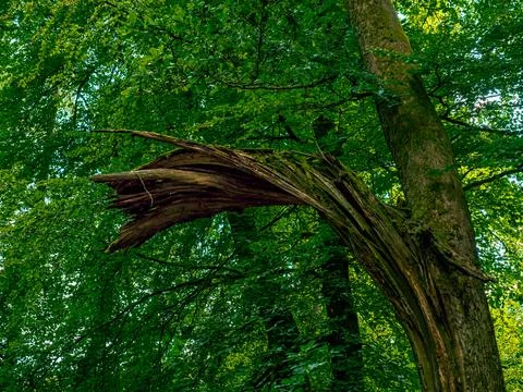 The inside of a forest with lots of greenery and moss on the branches and tre Stock-Fotos