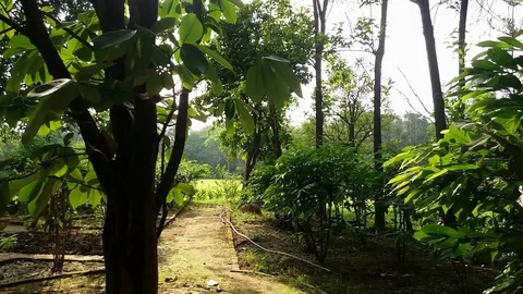 Inside a Forest  path Footage. Stock Footage 107711725