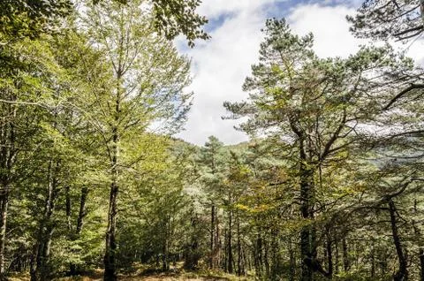 Inside the forest. Stock Photos