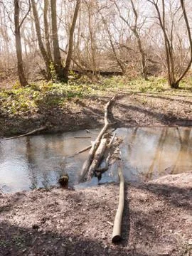 Inside forest stream running water with wooden tree stumps bridge Stock Photos