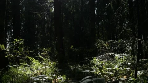Inside the forest. Sunlight falls on a clearing surrounded by trees Stock Footage 164713402