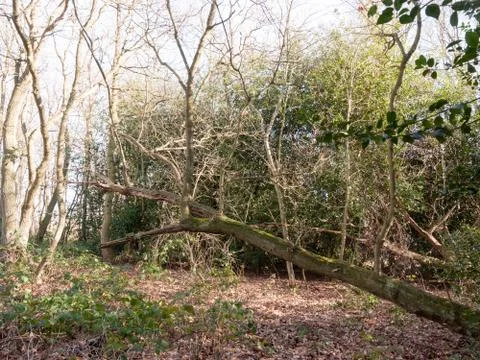 Inside forest sunny beam trees green path woodland nature hanging fallen tree Stock Photos