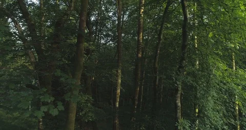 Inside Forest tracking shot past foliage and trees lit by evening summer light Stock Footage 115501910
