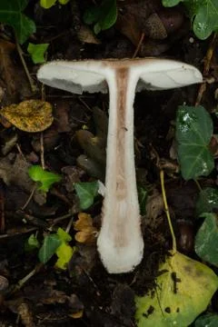 The inside of the freckled dapperling mushroom. Stock Photos