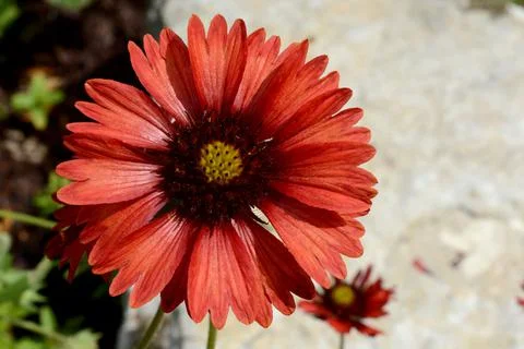 Inside the Garden Stock Photos