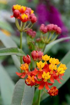 Inside the Garden Stock Photos