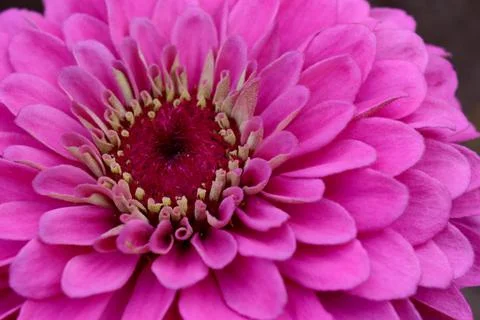 Inside the Garden Stock Photos