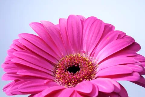 Inside the gerbera Stock Photos