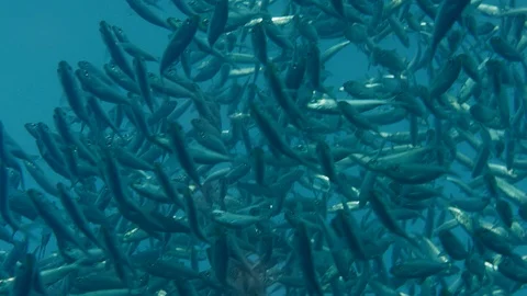 Inside a giant sardines school of fish, bait ball Stock Footage 97970294