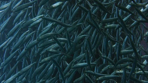Inside a giant sardines school of fish, bait ball Stock Footage 97975944