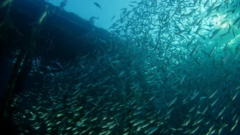Inside a giant sardines school of fish, bait ball Stock Footage 97976026