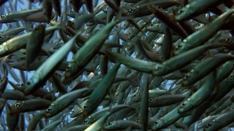 Inside a giant sardines school of fish, bait ball Vidéo 97992899