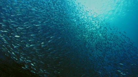 Inside a giant sardines school of fish, bait ball Stock Footage 98000345