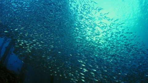 Inside a giant sardines school of fish, bait ball Stock Footage 98003964