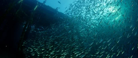Inside a giant sardines school of fish, bait ball Stock Footage 98027353