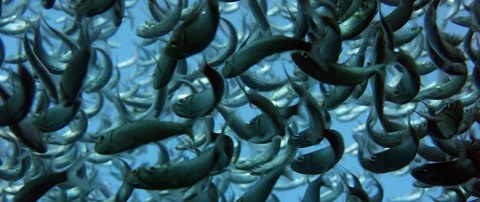 Inside a giant sardines school of fish, bait ball Stock Footage 98037298