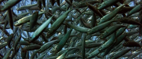 Inside a giant sardines school of fish, bait ball Stock Footage 98042327